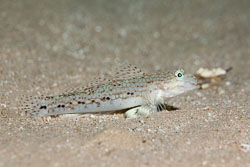 BD-150224-Ras-Mohammed-6550-Istigobius-decoratus-(Herre.-1927)-[Decorated-goby].jpg